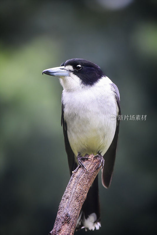 灰伯劳鸟(Cracticus torquatus)